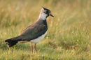 06-6673 Lapwing (Vanellus vanellus), Teesdale County Durham